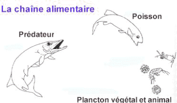 chain-aliment.jpg (12406 octets)