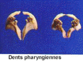 dentpharyng.jpg (7304 octets)
