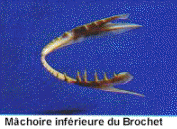 machbrochet.jpg (7401 octets)