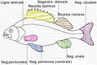 nageoir1.gif (23812 octets)